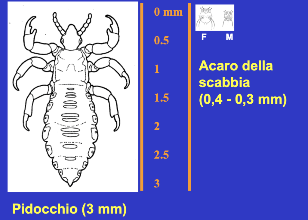 Scabbia e pidocchio